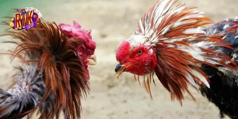 Giới thiệu sơ qua về sảnh đá gà đang được săn đón