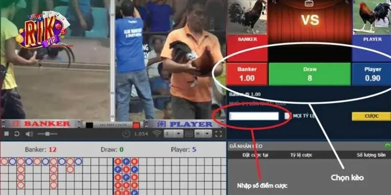 Trọn bộ luật chơi đá gà tại sảnh Digmaan